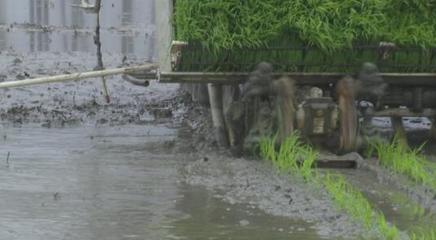 监利 润雨浸农田 春耕生产忙，农业机械化服务为丰年奠基